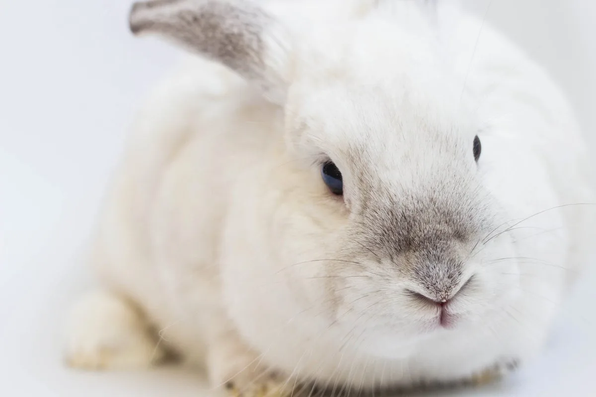 The Curious Tradition of Saying 'White Rabbits' on the First of the Month